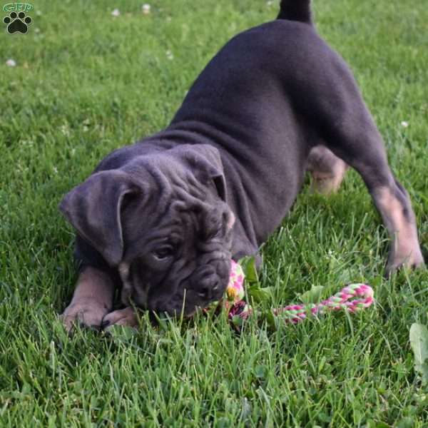 Iris, Olde English Bulldogge Puppy
